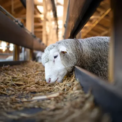 Animal Welfare Myths