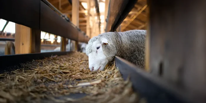 Animal Welfare Myths