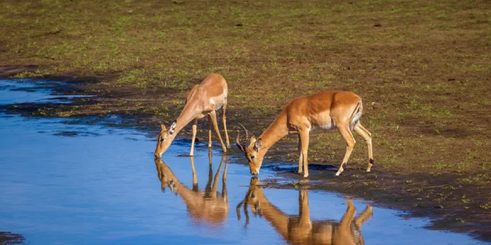 Life Before Human Impact