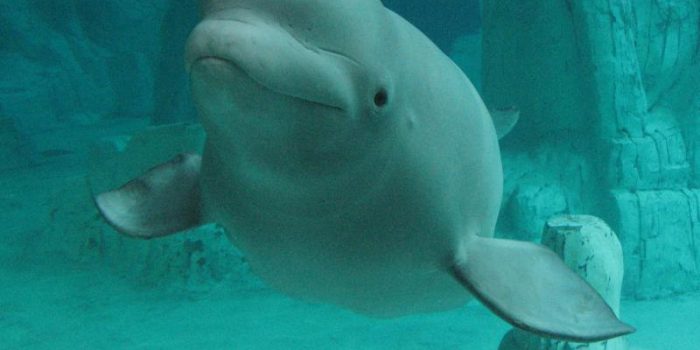 Beluga20whale-s44vgv-rss