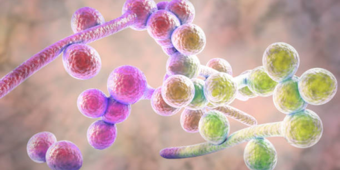 Candida20albicans-CuROdA-rss