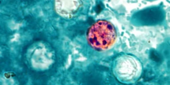 Cyclospora_cayetanensis-aI44Md-rss