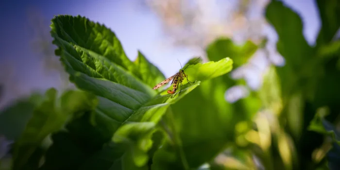 Biodiversity And Human Health