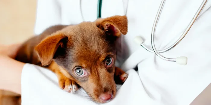 Animal Welfare and Pet Care