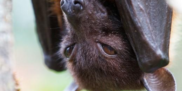 Fruit20bat20in20tree-7hUr0o-rss