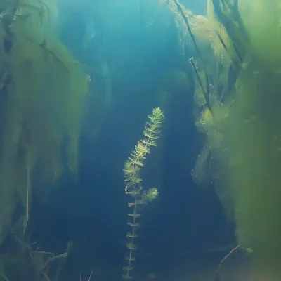 Harmful Algae Blooms