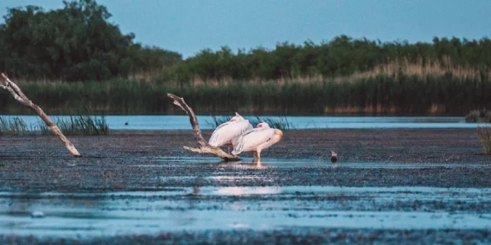 Habitats Essential For Wildlife