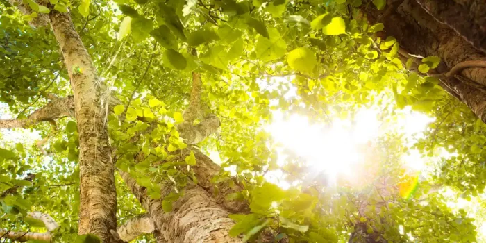 Common forest management methods