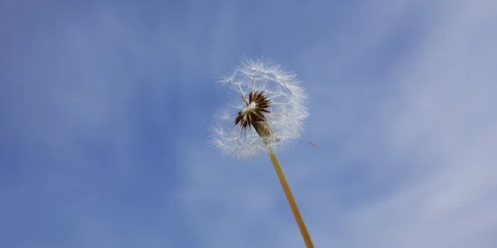 Environmental Sustainability