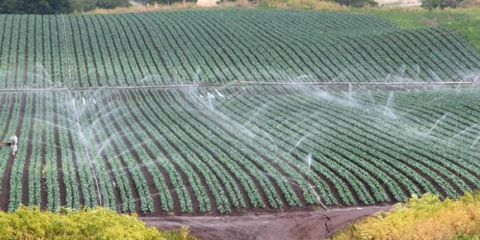 Lettuce20irrigation-Water20Alternatives-uWku6U-rss