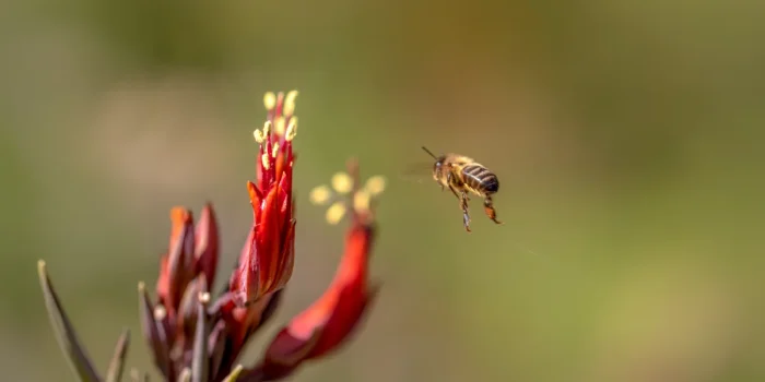 Essential Insect Ecosystems