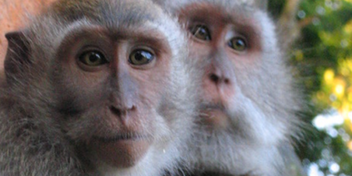 Macaques-irsVyQ-rss