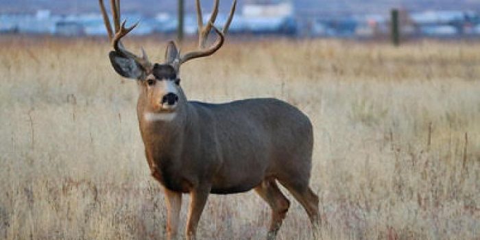 Mule20deer-DUAiru-rss