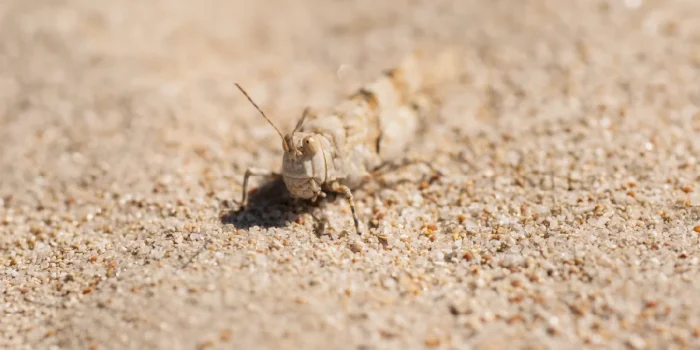 Insect Survival Systems