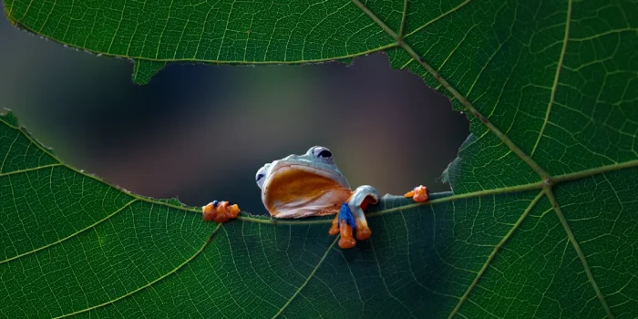 Biodiversity Protects Health