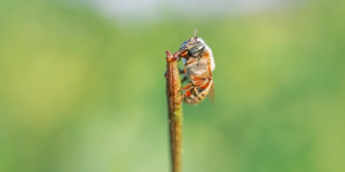 Hidden Ecosystem Balance