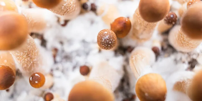 Plastic-Consuming Fungi