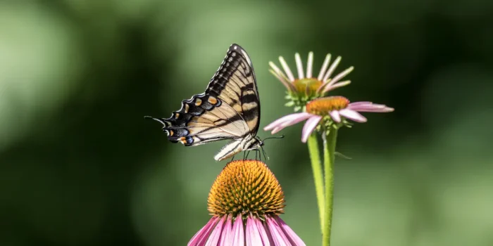 Firefly Conservation