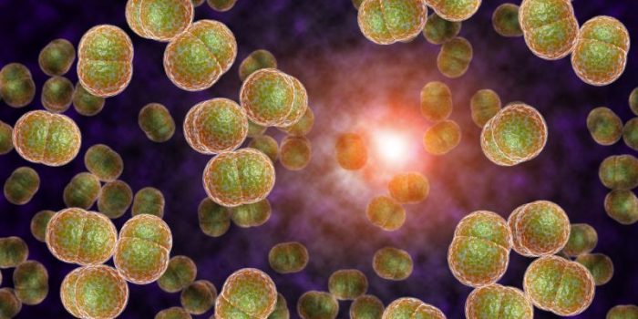 Neisseria20gonorrhoeae20illustration_1-b75FD1-rss