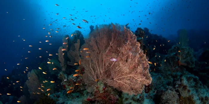 Coral Reef Survival