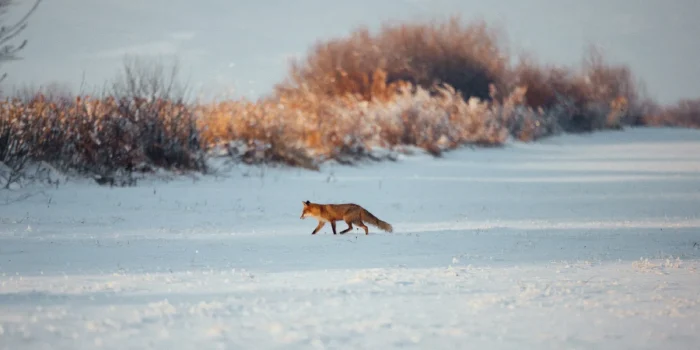 Epidemic Readiness Systems