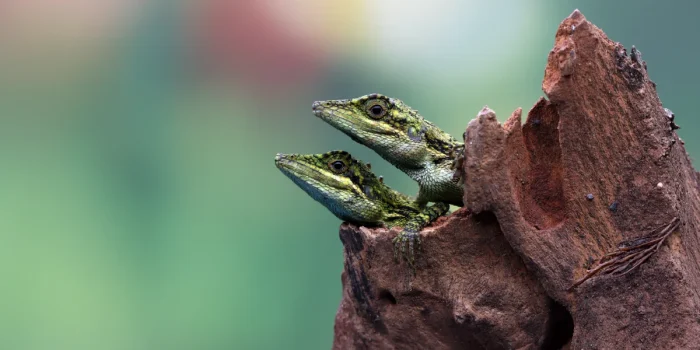 Wildlife Habitat Protection
