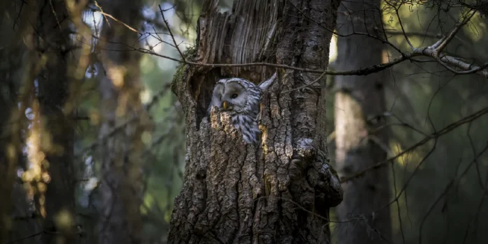 Wildlife and Planetary Health