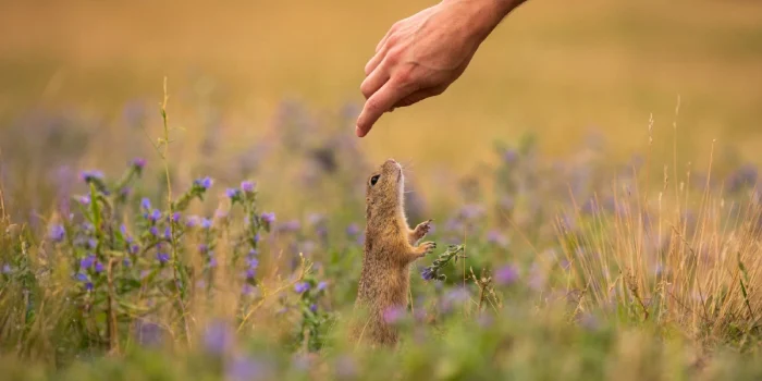 Wildlife Conservation & Global Health