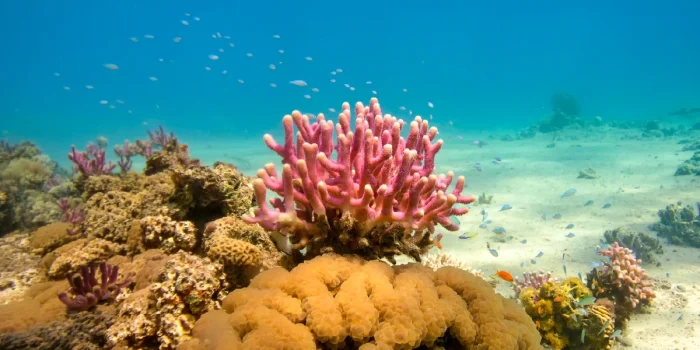 Living Ocean Reefs