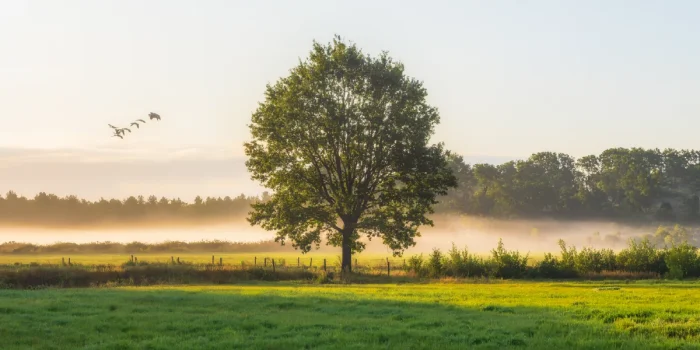 Trees Protect Human Health