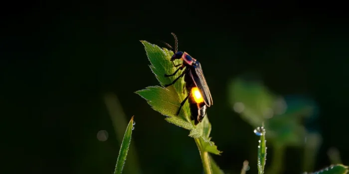 Firefly Conservation