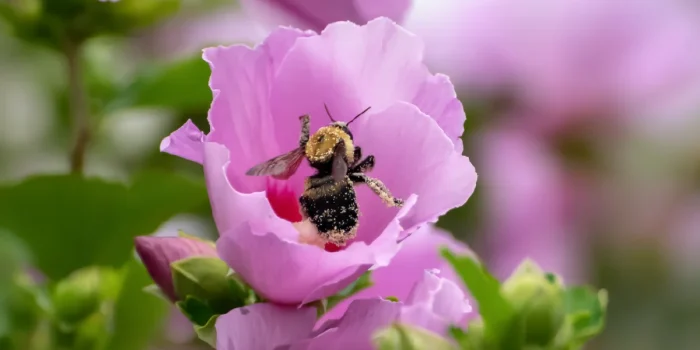 Disappearing Insect Populations