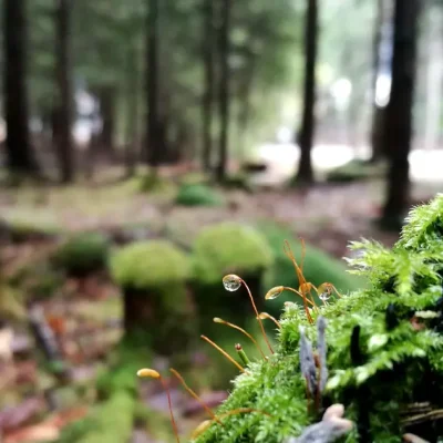 Sustainable Forest Practices
