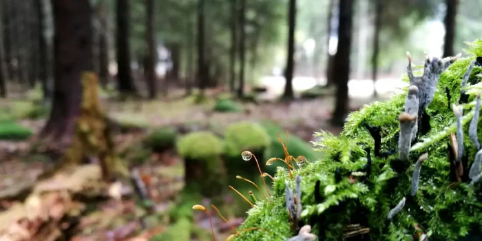 Sustainable Forest Practices