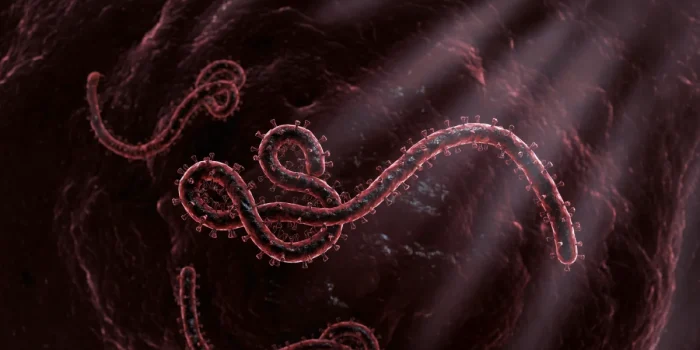 Ebola Spillover Risk
