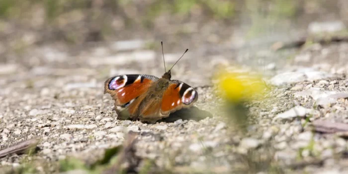 Climate-Stressed Insects