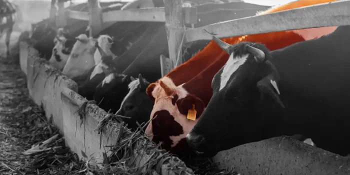 World Zoonoses Day