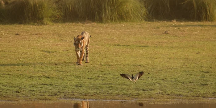 Species That Sustain Ecosystems