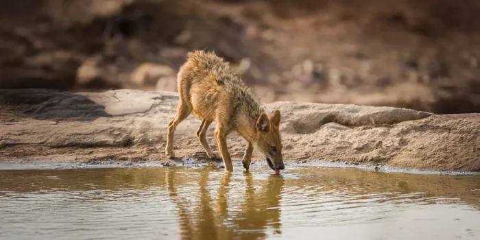 Animal Water Access Risks
