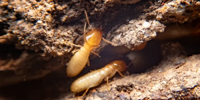 Termites and Soil Health