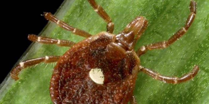 Tick20on20a20leaf-2xTs7l-rss