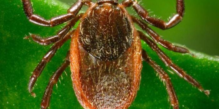 Tick20on20green20background-9E3pkp-rss