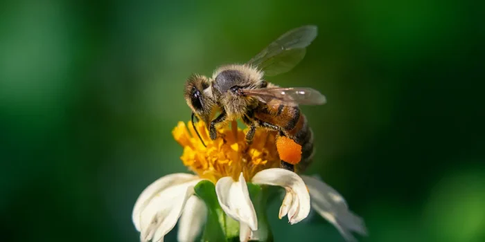 Bees and Pollination