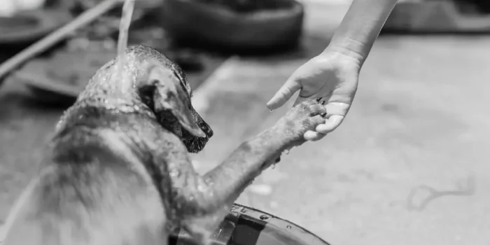 Animal Welfare and Public Health