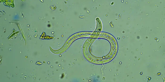 Intestinal Parasites