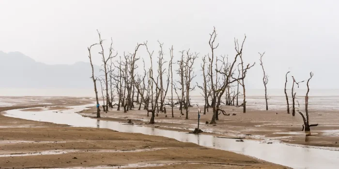 Habitat Loss and Animal Suffering
