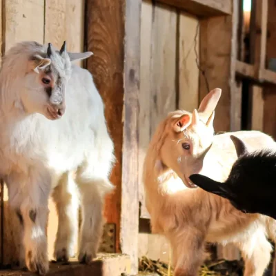 Zoonotic Disease Threats