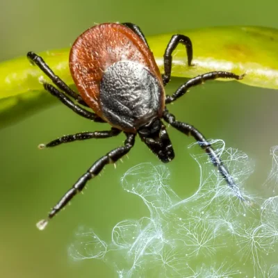 Crimean-Congo Hemorrhagic Fever in Greece