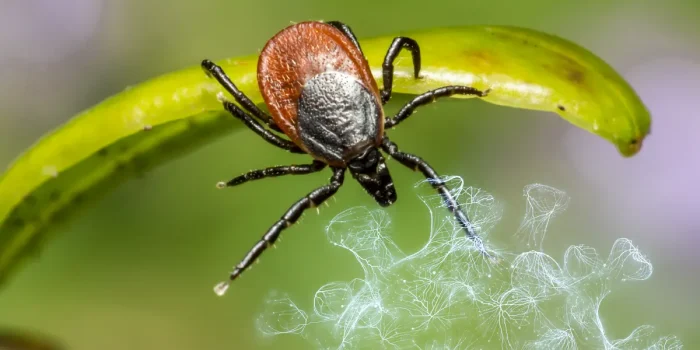Crimean-Congo Hemorrhagic Fever in Greece