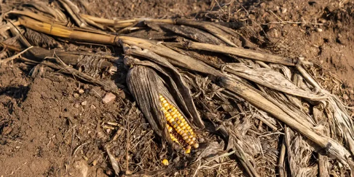 Climate Change and Malnutrition Climate Change and Malnutrition